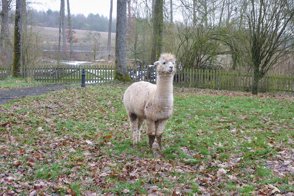 Alpakas sowie Schafe und ein Pfau bevölkern den Schlosspark von Gereuth. | Foto: B. Schneider