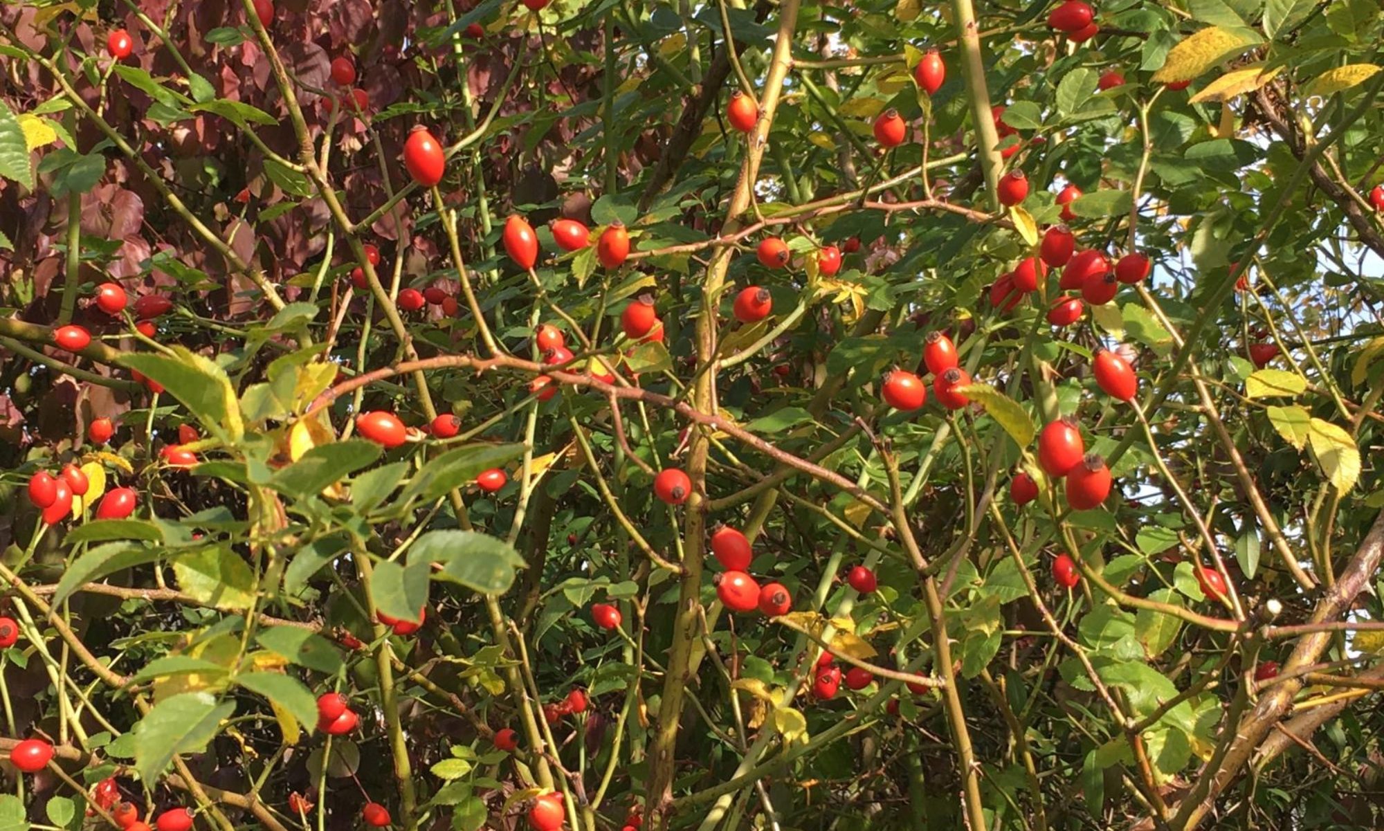Familie Wolfskeel Gew hrte Erstmals Einblick In Ihr Renoviertes 