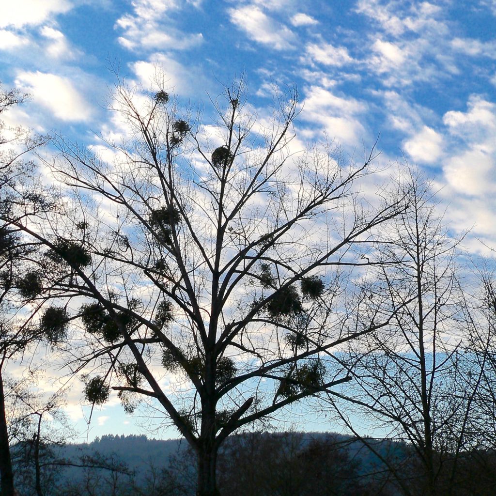 Von Misteln richtiggehend „gemolken” wird dieser Baum am Lohrer Kaibach. | Foto: B. Schneider