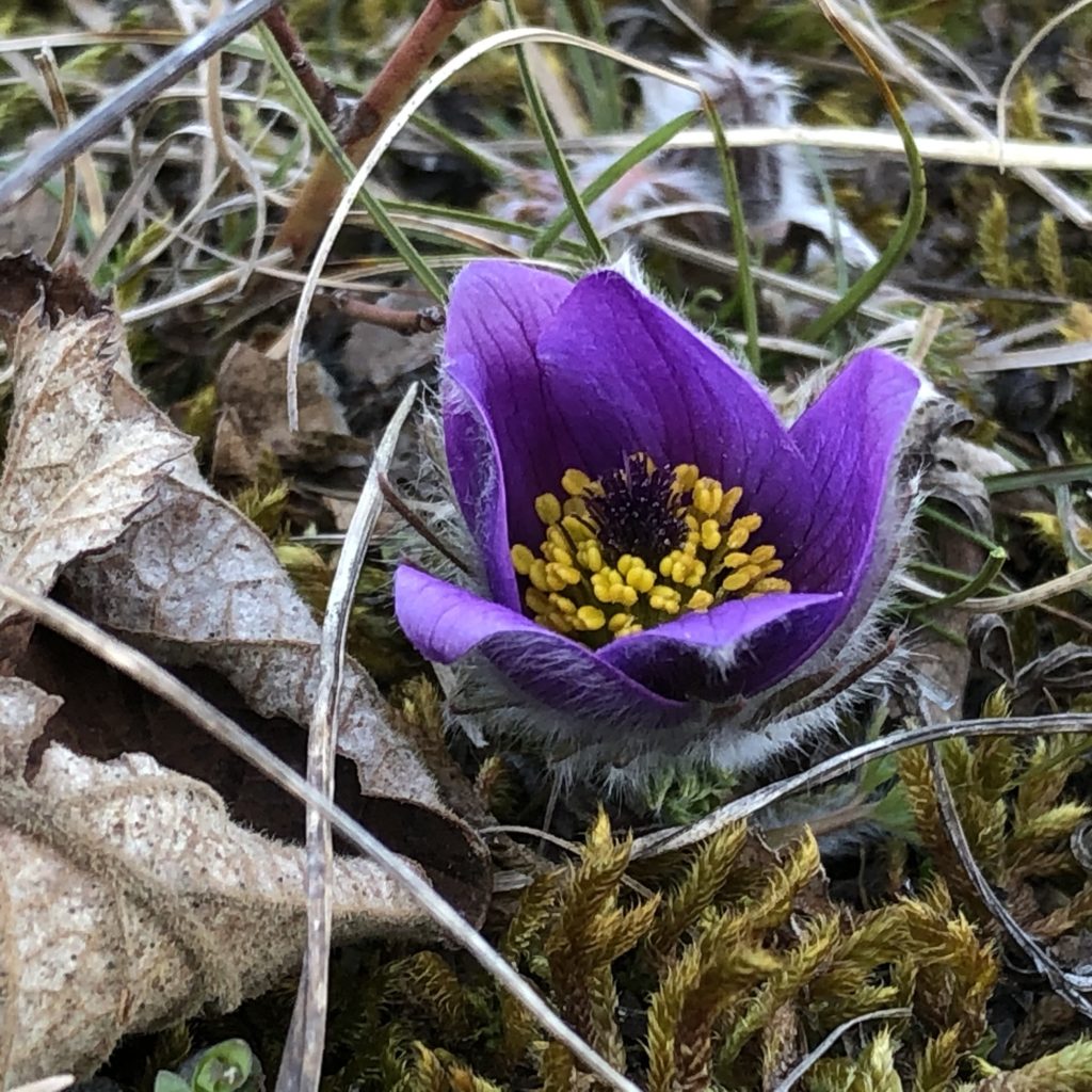 Im März und April beeindruckt das massenhafte Vorkommen des eigentlich seltenen gelben Adonisröschens und der violetten Küchenschelle auf dem Sodenberg.