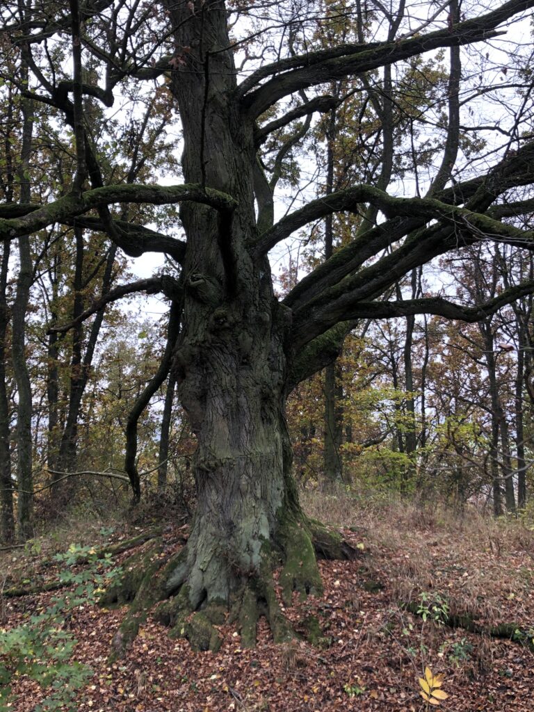 Die seit 1971 als Naturdenkmal unter Schutz stehende Winterlinde auf dem Streifberggipfel ist gut 200 Jahre alt, über 20 Meter hoch und ihr Stammumfang misst fast vier Meter. Lindenblüten wirken krampflösend und harntreibend. Mit ihnen lassen sich fieberhafte Erkältungen, Husten und Halsschmerzen behandeln.