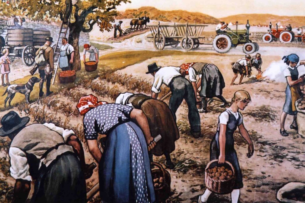 Viele Hände waren gefragt bei der Kartoffelernte. | Repro: E. Stenger
